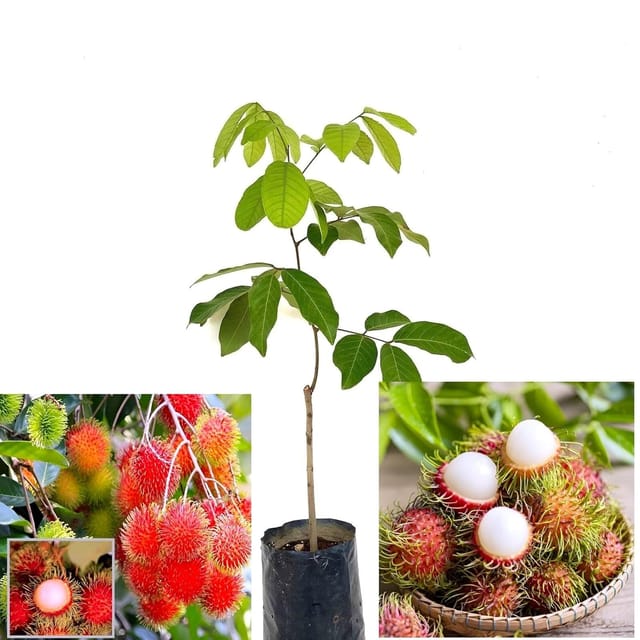 Rambutan Plant | Exotic Tropical Fruit Plant  _Shikha Plant Nursery