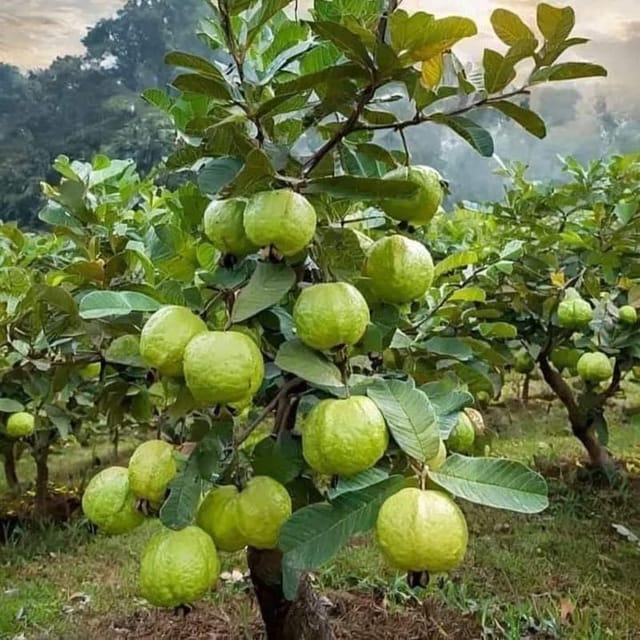 Rare Sweet Green Baruipur G-8 Guava Plant | Baramasi All Season Fruit Plant | High Yielding Sweet Guava Variety | Healthy Fruit Plant (Pack of 1) Rare Sweet Green Baruipur G-8 Guava Plant | Baramasi All Season Fruit Plant | High Yielding Sweet Guava Variety | Healthy Fruit Plant (Pack of 1)