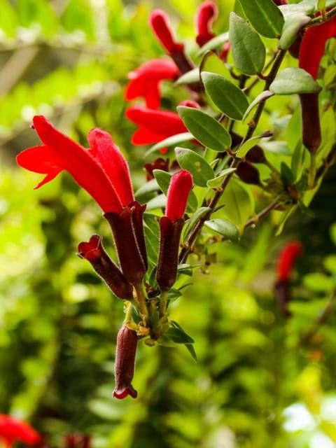 Lipstick Plant