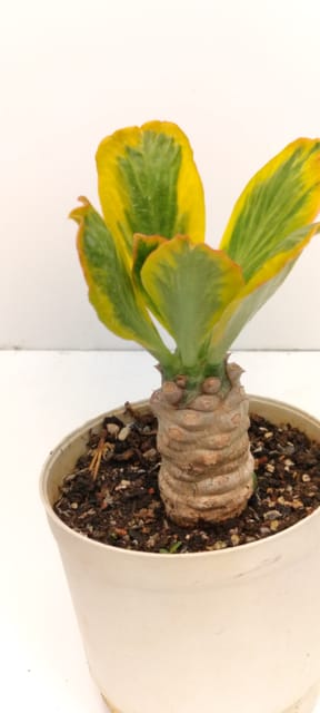 Phulwari Euphorbia poissonil Varigated plant Barerooted