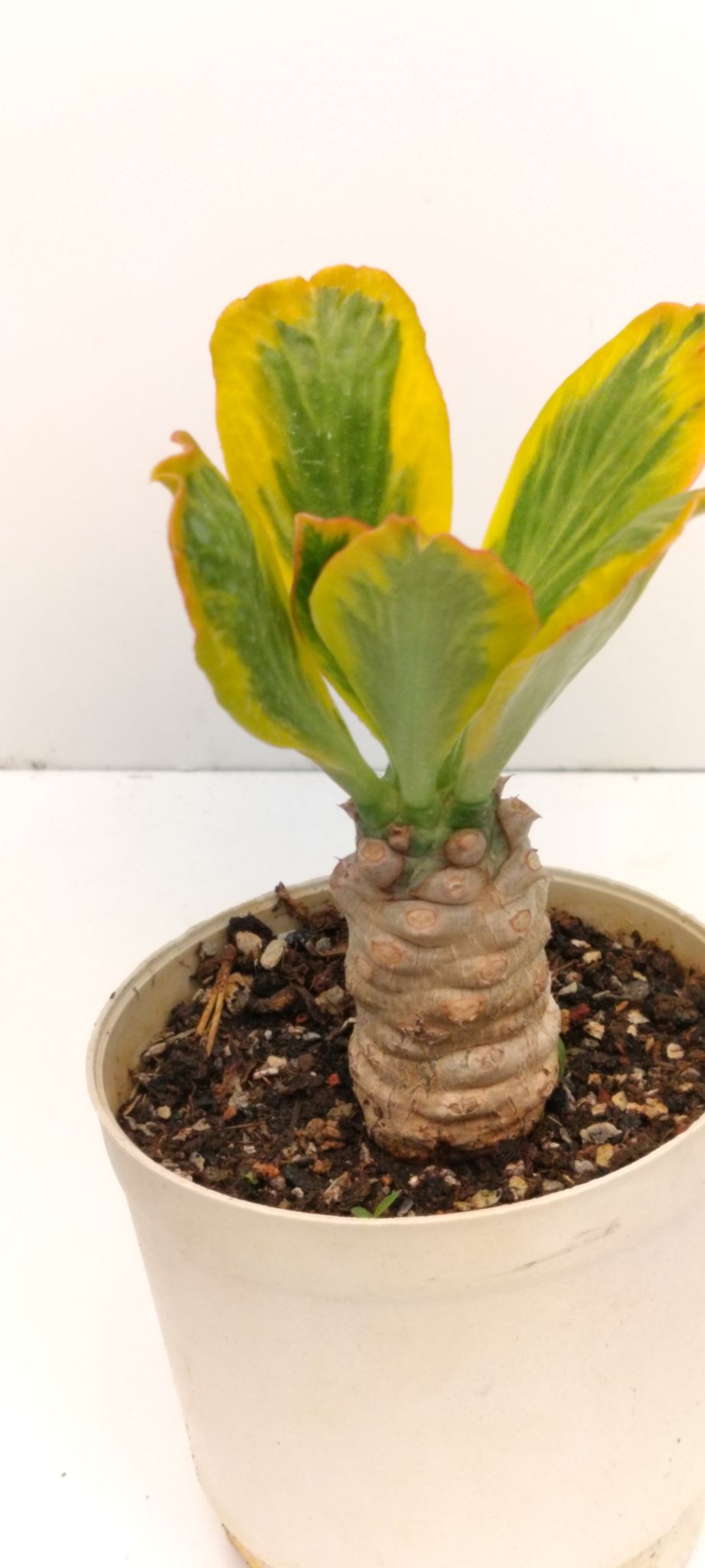 Phulwari Euphorbia poissonil Varigated plant Barerooted