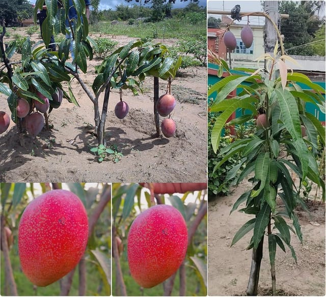 Original Japanese Miyazaki Mango Plant Grafted | 2.5-3 Feet Healthy Plant | Premium Hybrid Mango Variety | Early Fruiting_Shikha Plant Nursery