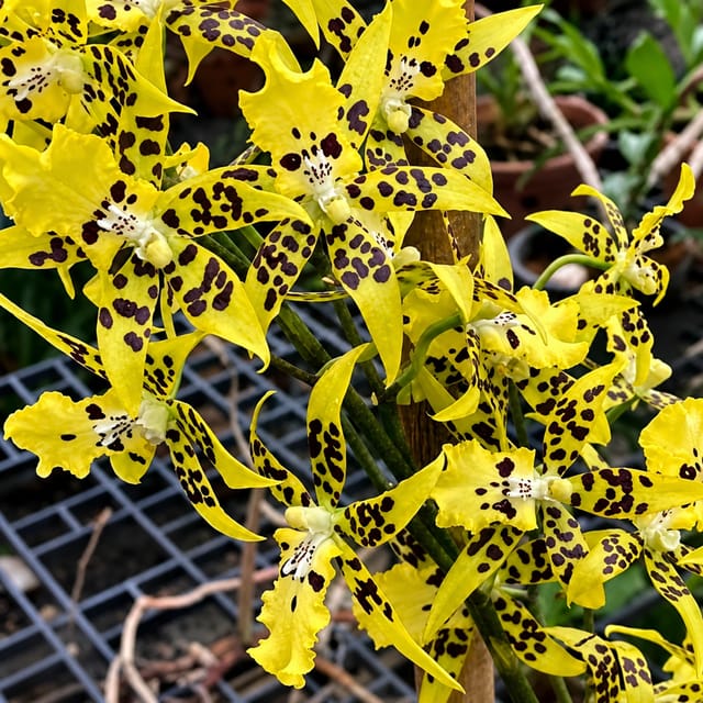 Oncidium Tzeng Wen Spot Oncidium Tzeng Wen Spot