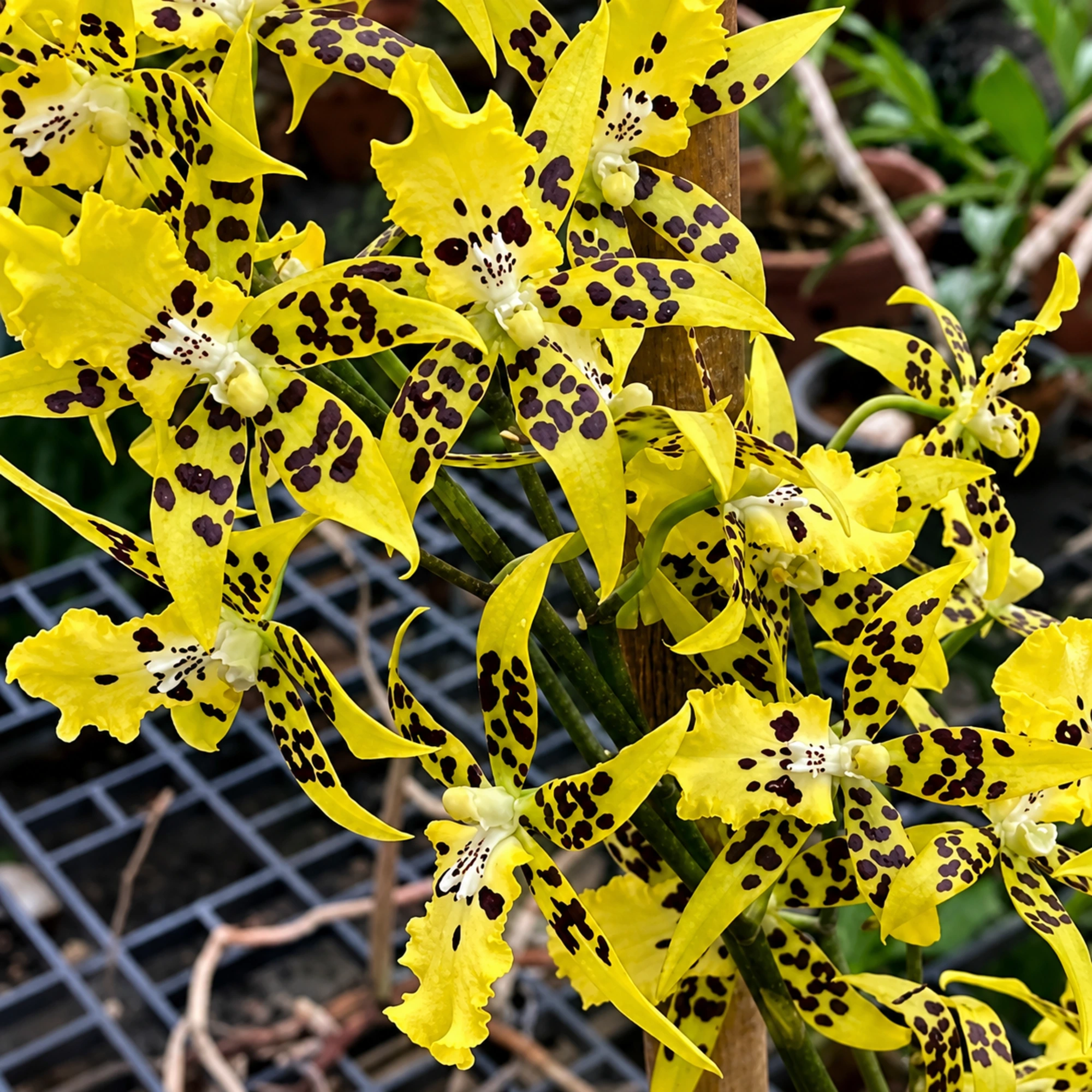 Oncidium Tzeng Wen Spot