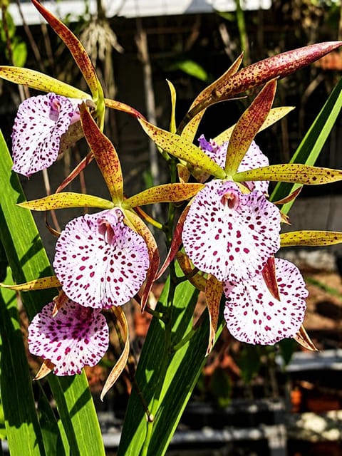 Encyvola Pitohui Rare Exotic Orchid Plant