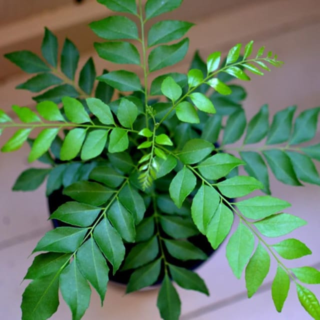 Curry Leaf Plant (Kadi Patta) Plant | Murraya Koenigii | Healthy Aromatic Herb Plant | Culinary & Medicinal Plant | Pack of 1 with black pot._Shikha Plant Nursery