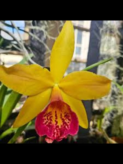 Cattleya Change Colour Yellow Orchid Plant Cattleya Change Colour Yellow Orchid Plant