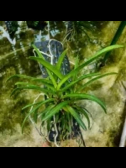 Vanchostylis Pinky Orchid Vanchostylis Pinky Orchid