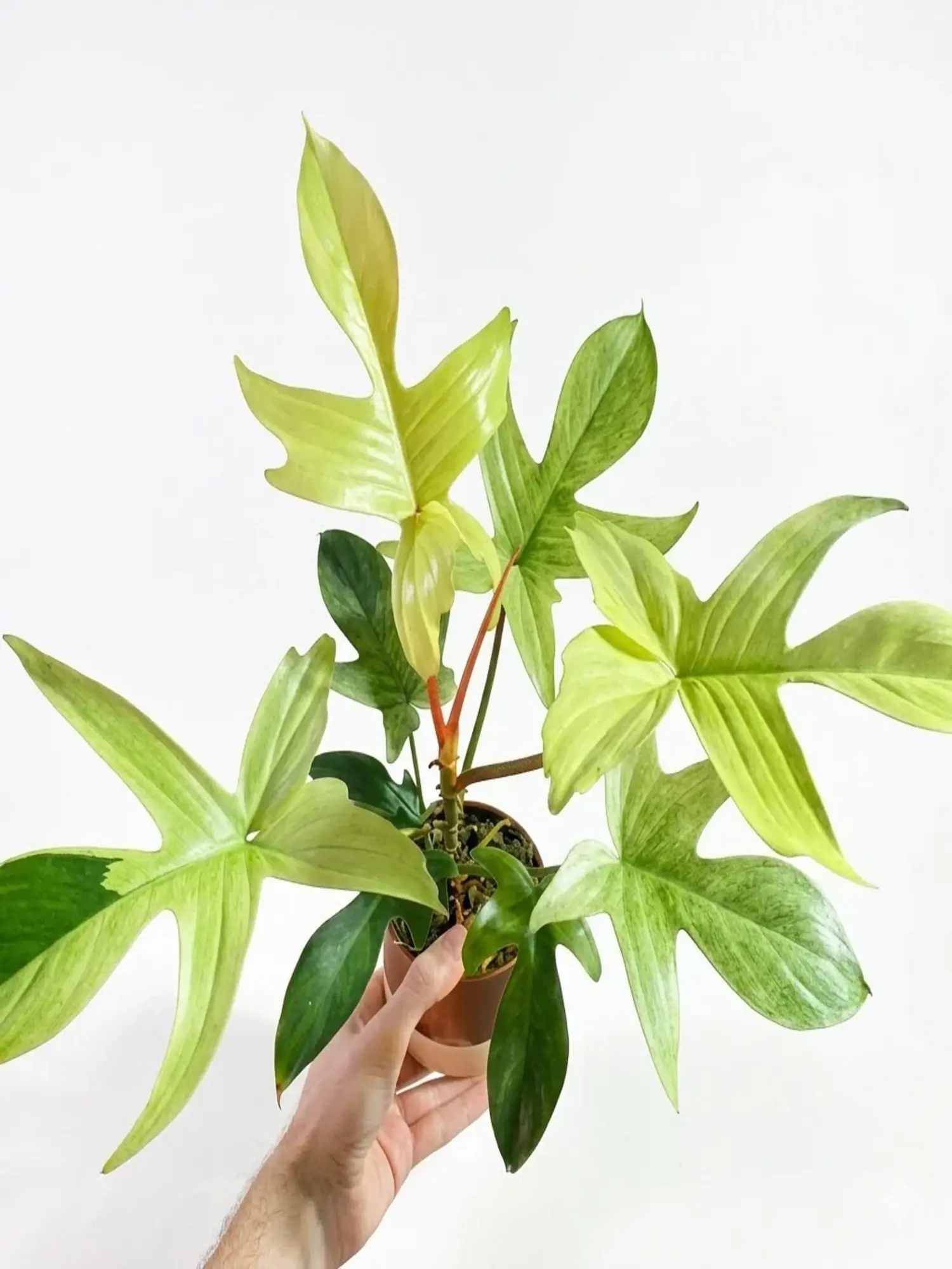 Philodendron Florida Ghost