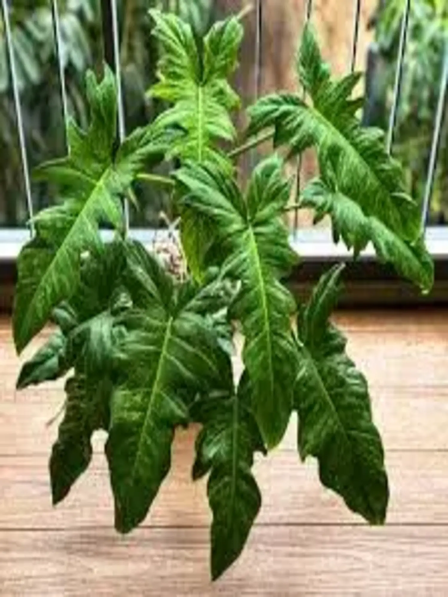Philodendron Lime Fiddle Plant