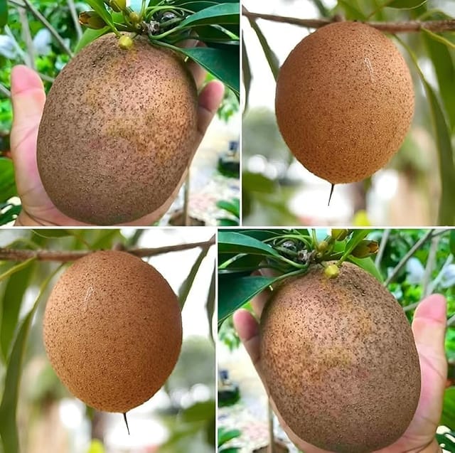 ... ...