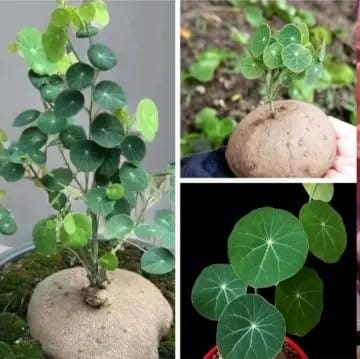 Stephania Erecta Bulb – Rare Exotic Caudex Plant | Unique Indoor Bonsai | Easy Care Decorative Houseplant for Home, Office & Terrarium | Healthy Live Bulb (Pack of 1)_Shikha Plant Nursery