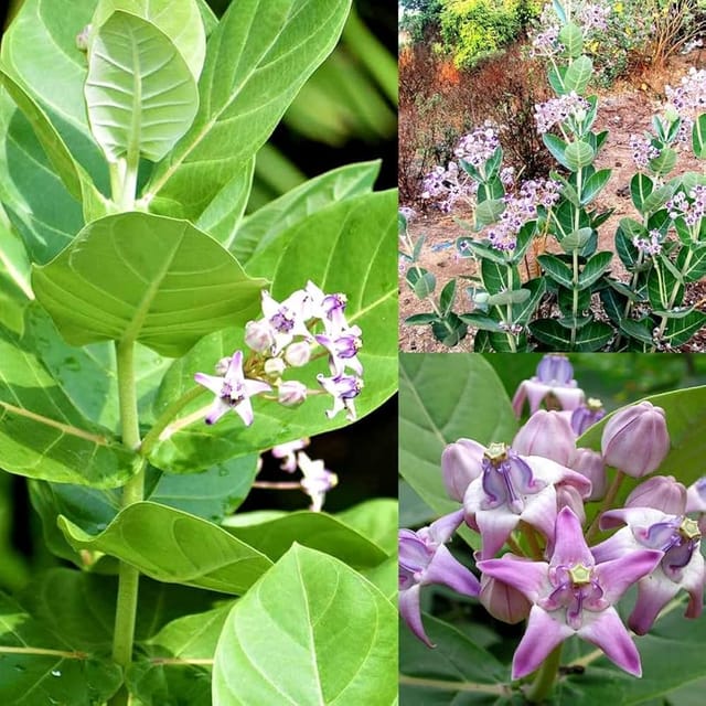 Akanda/Arka Medicine Plant - Aak, Madar (Calotropis gigantea) Akanda/Arka Medicine Plant - Aak, Madar (Calotropis gigantea)