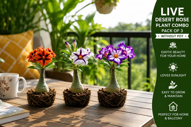 Adenium Desert Rose Live Plant Combo Pack of 3 | Healthy Live Bonsai Plants in Grow Bags | Mixed Color Flowering Succulent | Low Maintenance Outdoor & Balcony Plant | Without Pot