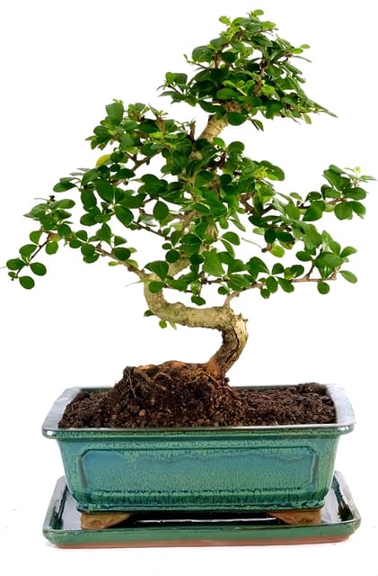 Fukien Tea Tree (Carmona retusa) Bonsai Plant