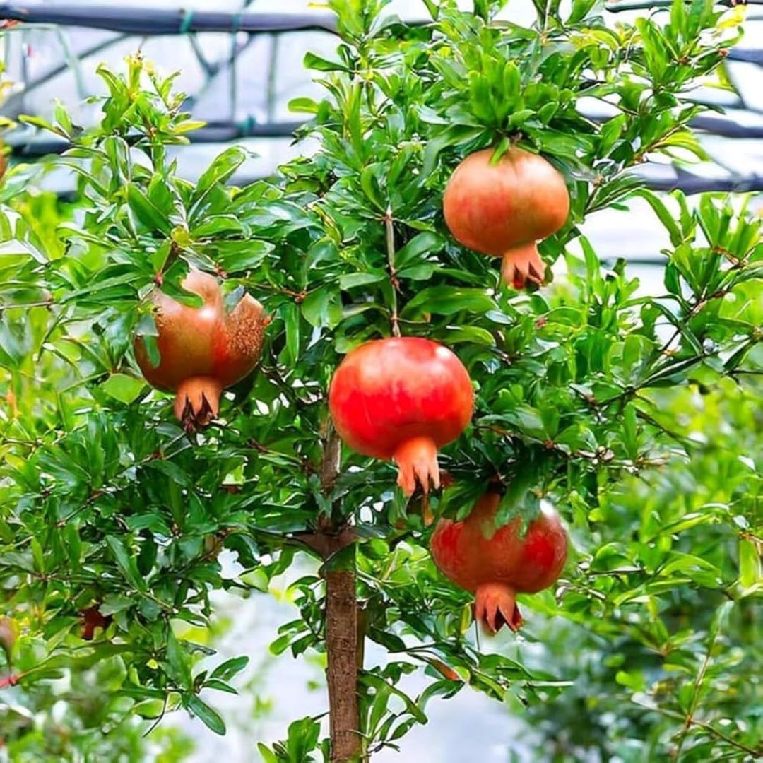 Dalim (Bedana Pomegranate) Fruit Plant -  Air-Layered