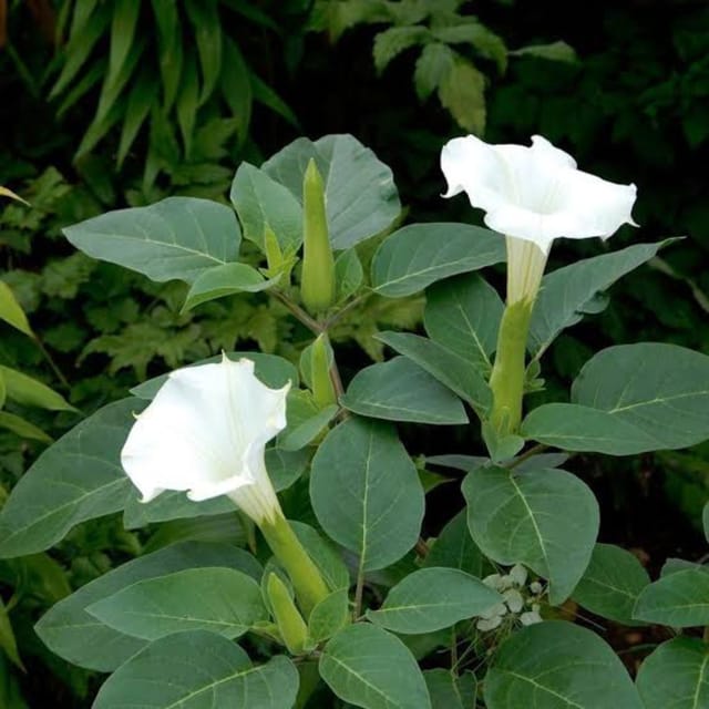 White Datura Flower Plant | Moonflower, Devil's Trumpet