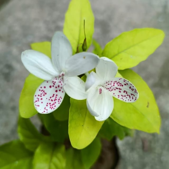 Narayani Flower Plant / 𝐆𝐨𝐤𝐚𝐫𝐧𝐚 𝐉𝐚𝐬𝐦𝐢𝐧𝐞