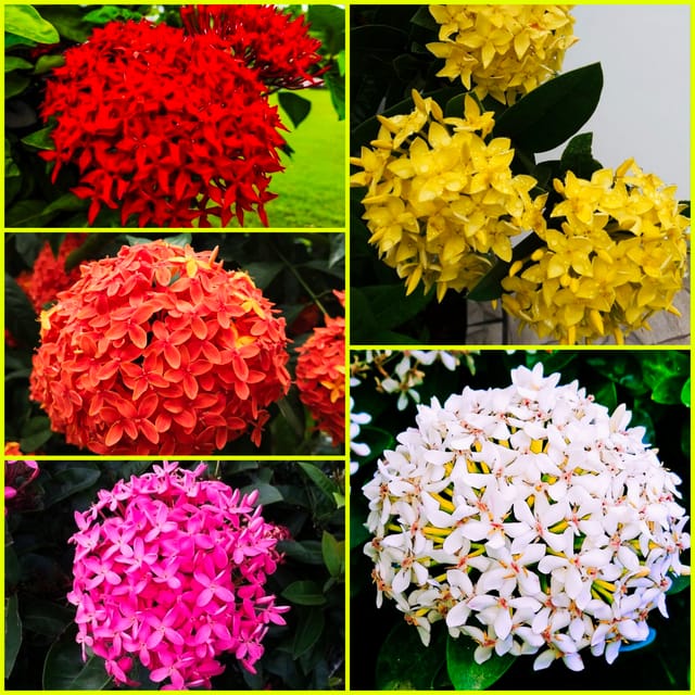 Ixora plants combo 5 different color plants Ixora plants combo 5 different color plants