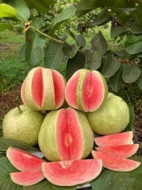 Red Dimond Guava Plant- Agro Nursery