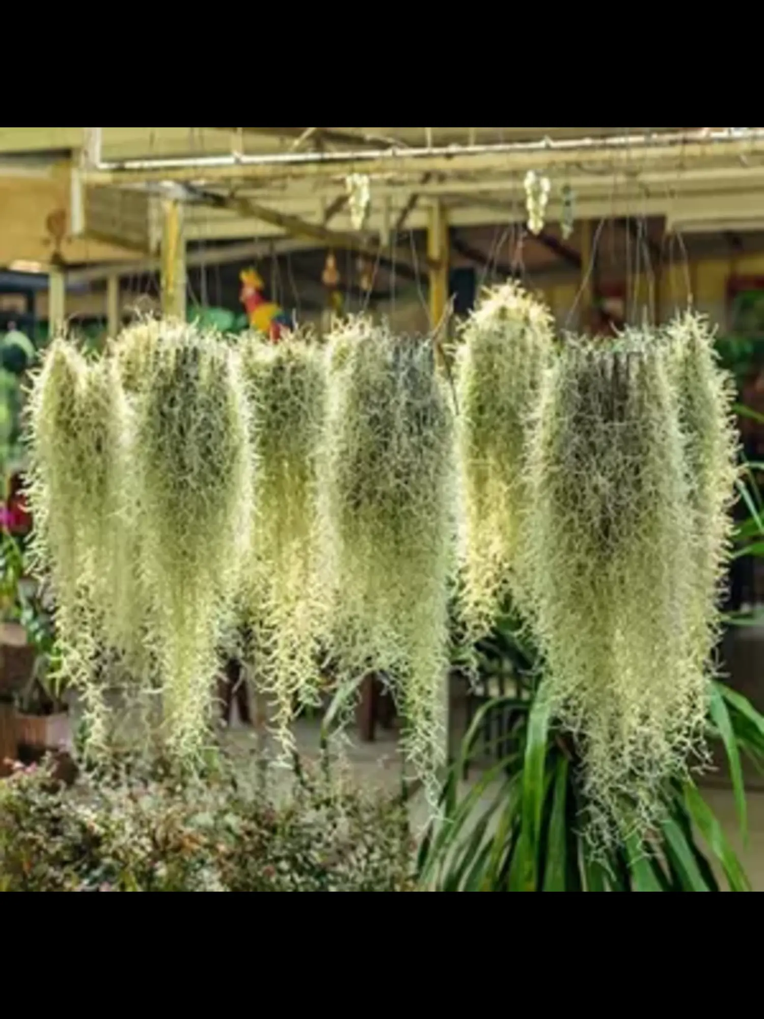 Spanish Moss (Tillandsiausneoides)