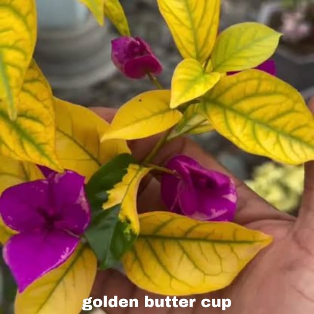 GOLDEN BUTTER CUP BOUGAINVILLEA PACK OF 01