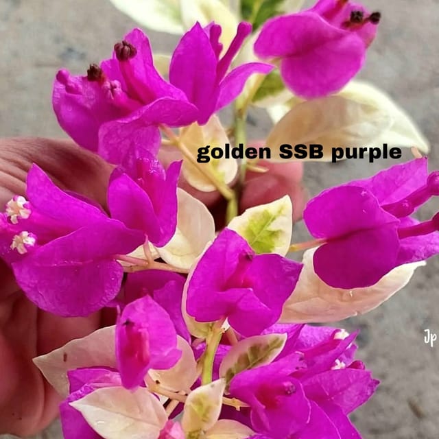 SSB PURPLE BOUGAINVILLEA RARE COLLECTION PACK OF 01