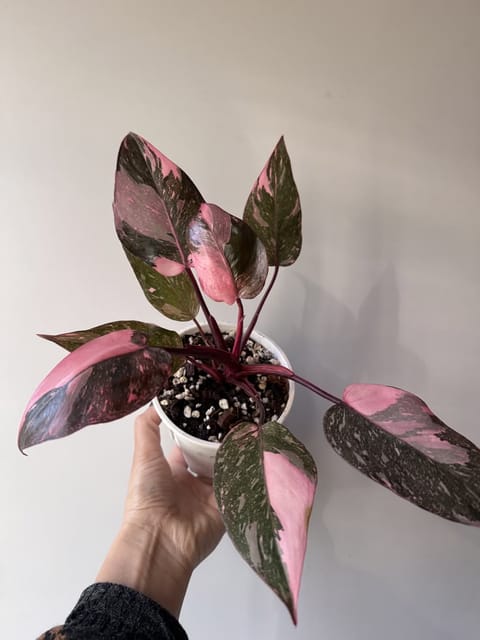 PHILODENDRON PINK PRINCES, INDOOR PLANT PACK OF 01