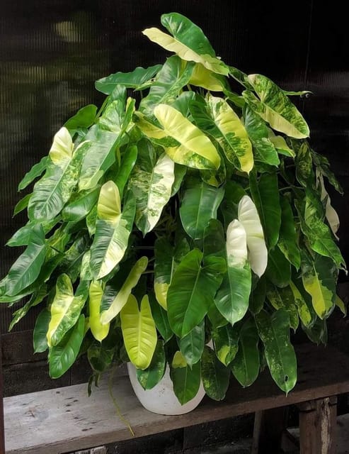 BURL MARX PHILODENDRON VARIEGATED PACK OF 01