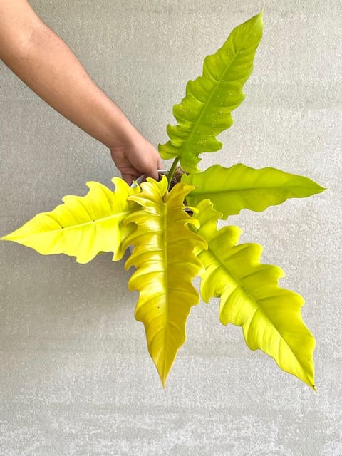Philodendron Golden Dragon, Rare Lime Green Indoor Air Purifying | Pack of 01 Plant