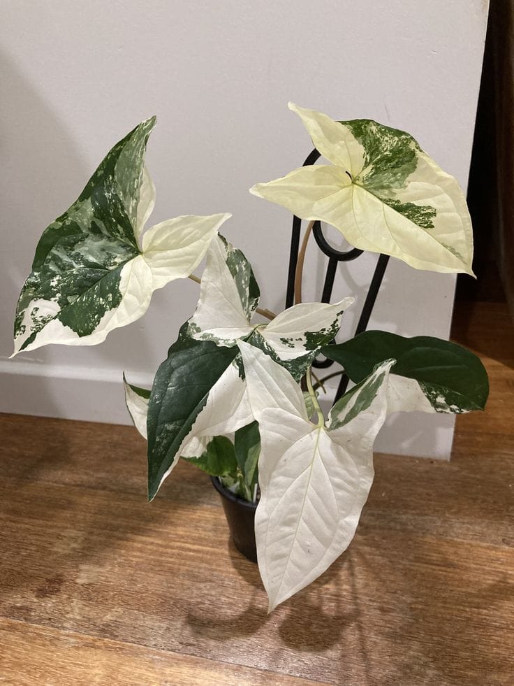 Syngonium Albo Variegata indoor plant (Pack of 01)