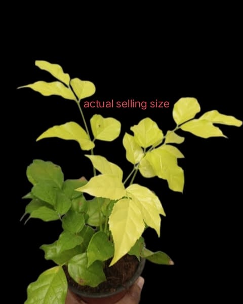 China Doll Golden Leaf Plant | Bright Golden Foliage | pack of 01