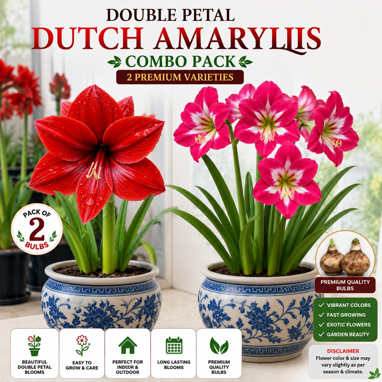 Double Petal Dutch Amaryllis Flower Bulbs Pack of 2 | Premium Imported Flowering Bulbs | Large Bloom Garden & Balcony Planting Bulbs-Shikha Plant Nursery