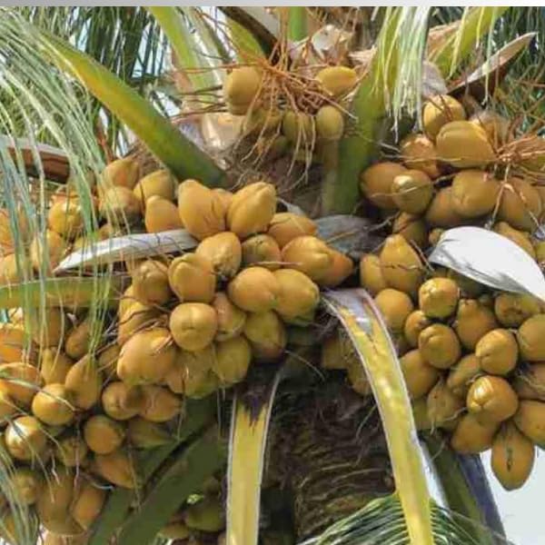 Malayan Yellow Dwarf Coconut Fruit Plant (1.5-2 Feet) -Shikha Plant Nursery