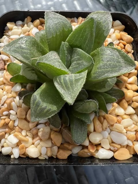 Haworthia Shibatoshi Plant