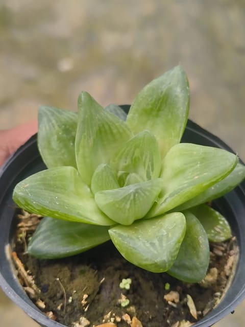 Haworthia Cymbiformis Plant