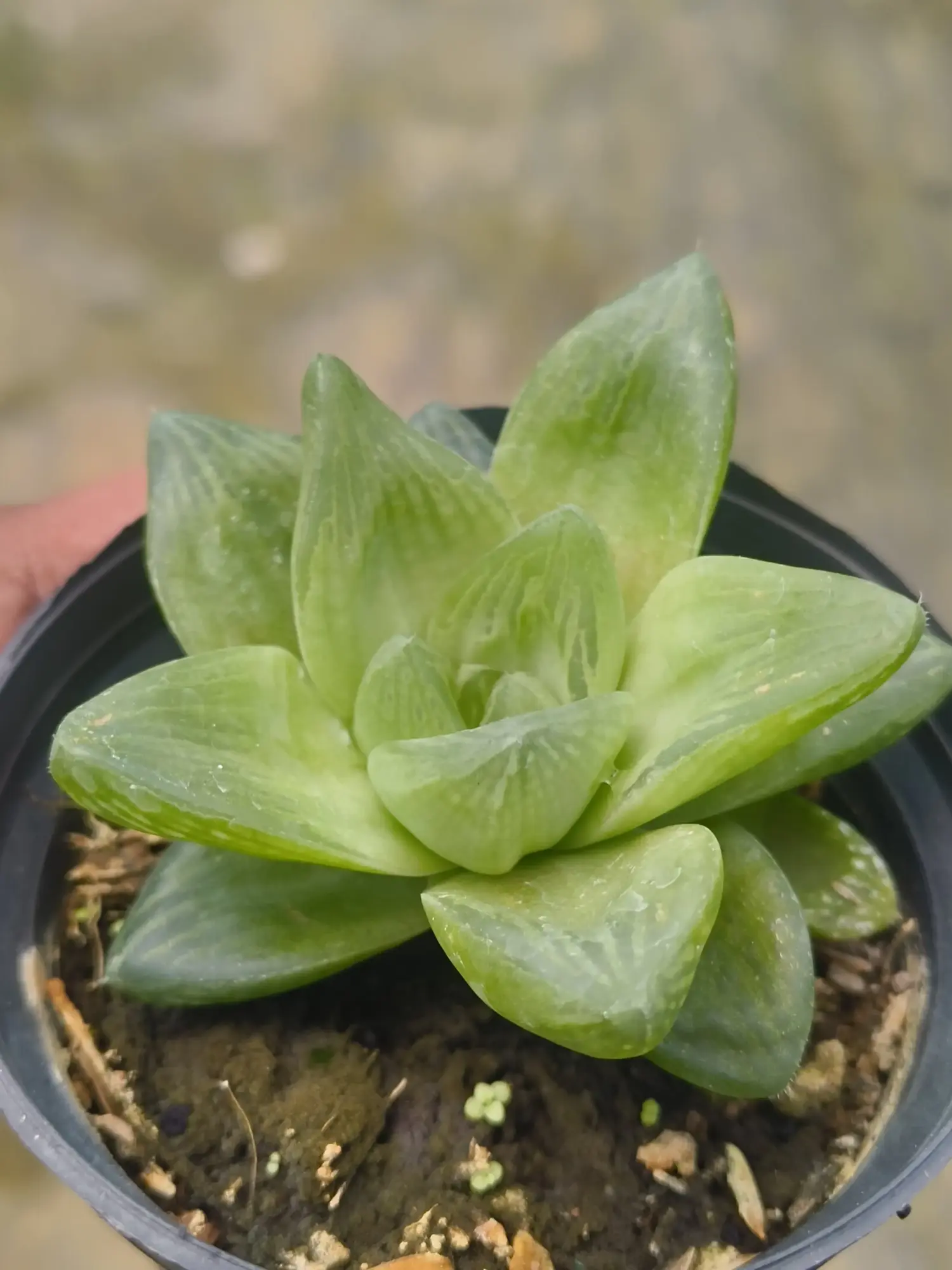 Haworthia Cymbiformis Plant