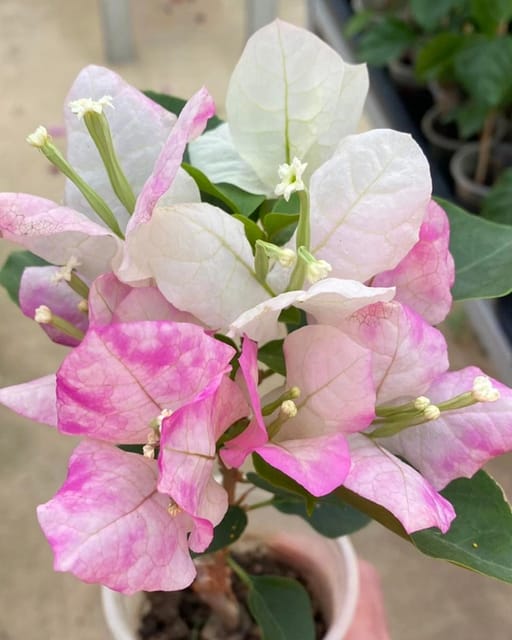 Mary Plamer Special Bougainvillea Fower Plant-HariGuru Mary Plamer Special Bougainvillea Fower Plant-HariGuru