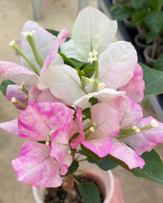 Mary Plamer Special Bougainvillea Fower Plant-HariGuru