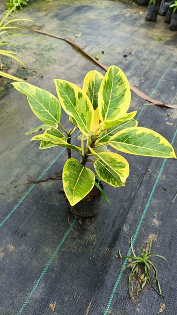 Ficus Benghalensis Variegata (Variegated Banyan) Plant