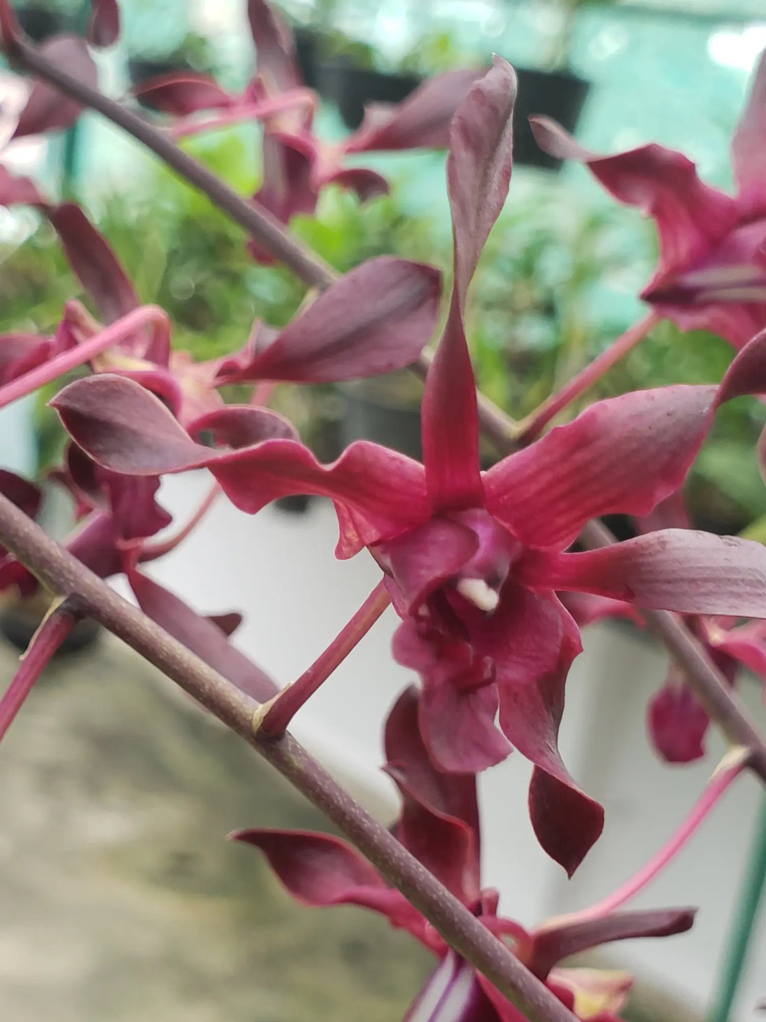 Dendrobium Red Dragon Orchid Plant
