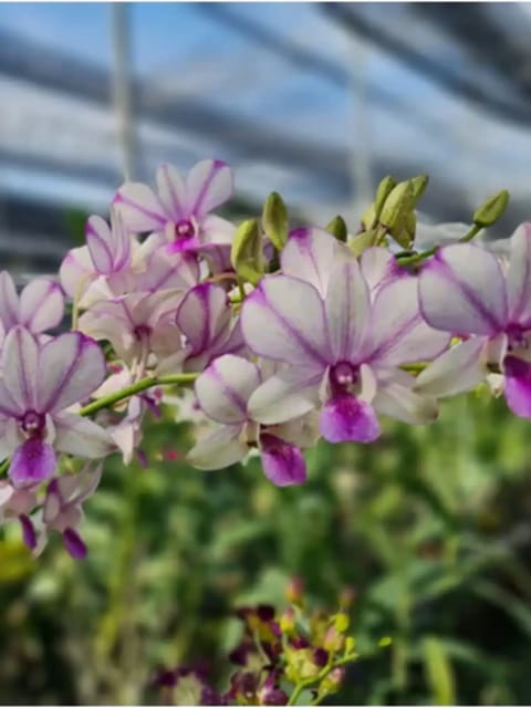 Dendrobium Popeye Orchid Plant