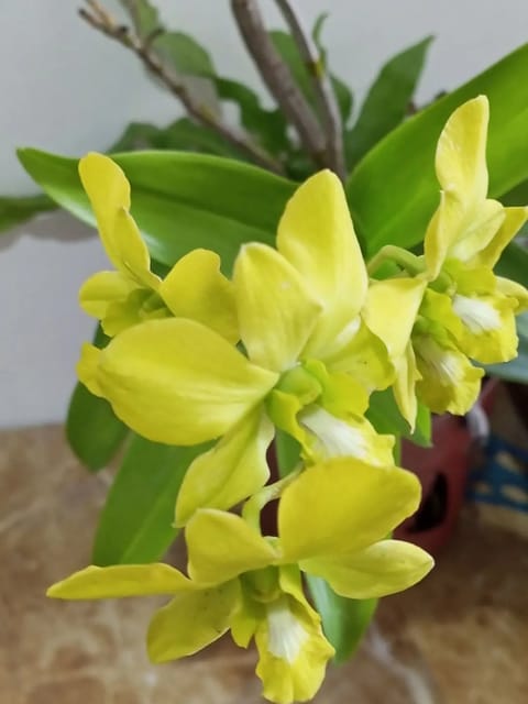 Dendrobium Ceaser Yellow Dendrobium Ceaser Yellow