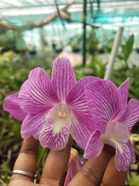 Dendrobium Pink Stripe