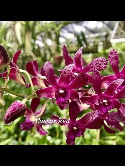 Dendrobium ceaser Red