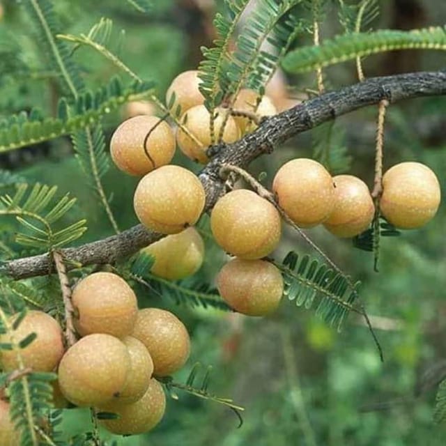 Red Amla Plant (Grafted) For Outdoor Gardening Red Amla Plant (Grafted) For Outdoor Gardening