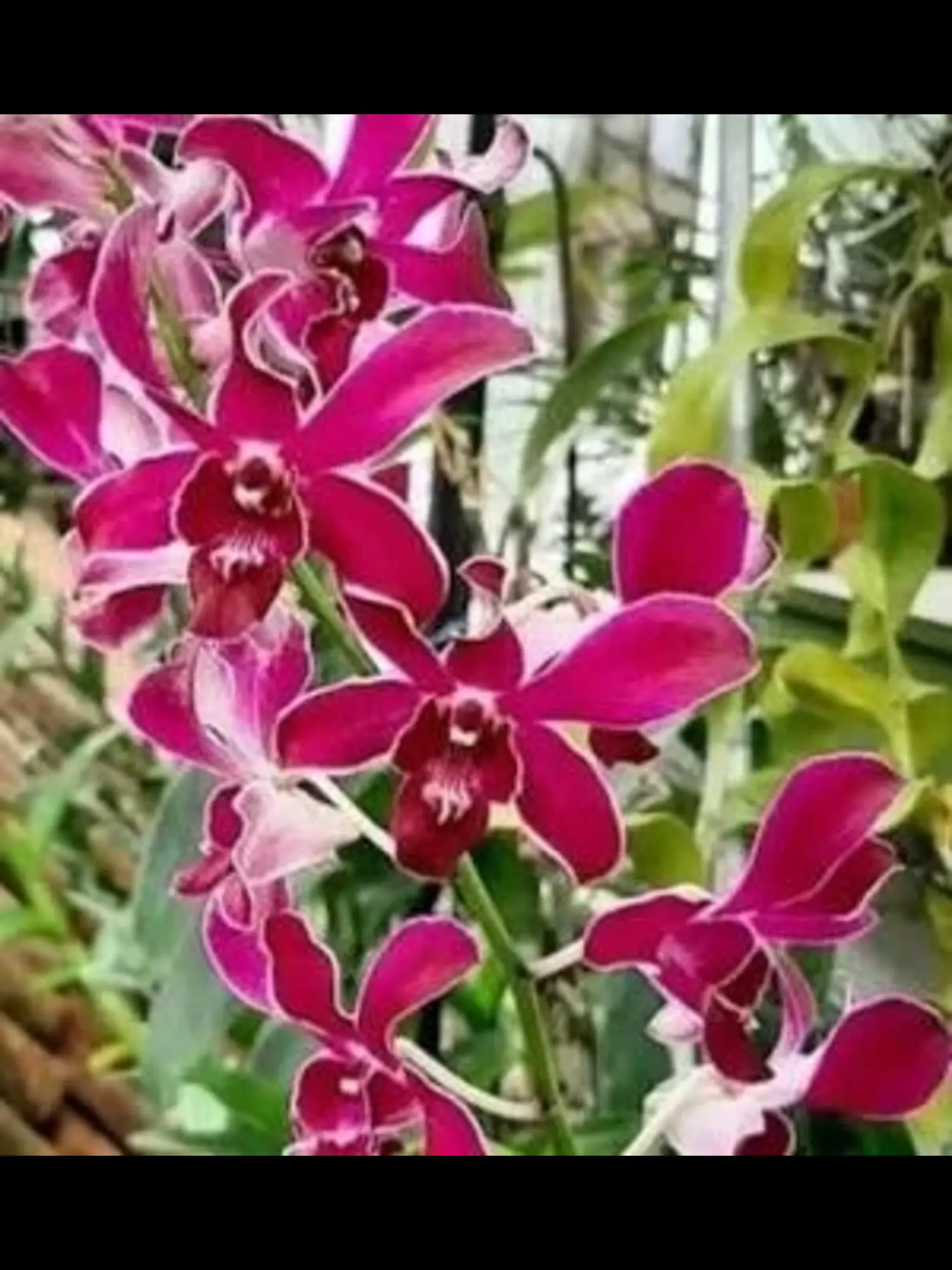 Dendrobium Hiroshi Blue