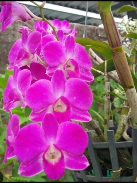 Dendrobium Purple #32 Orchid Plant