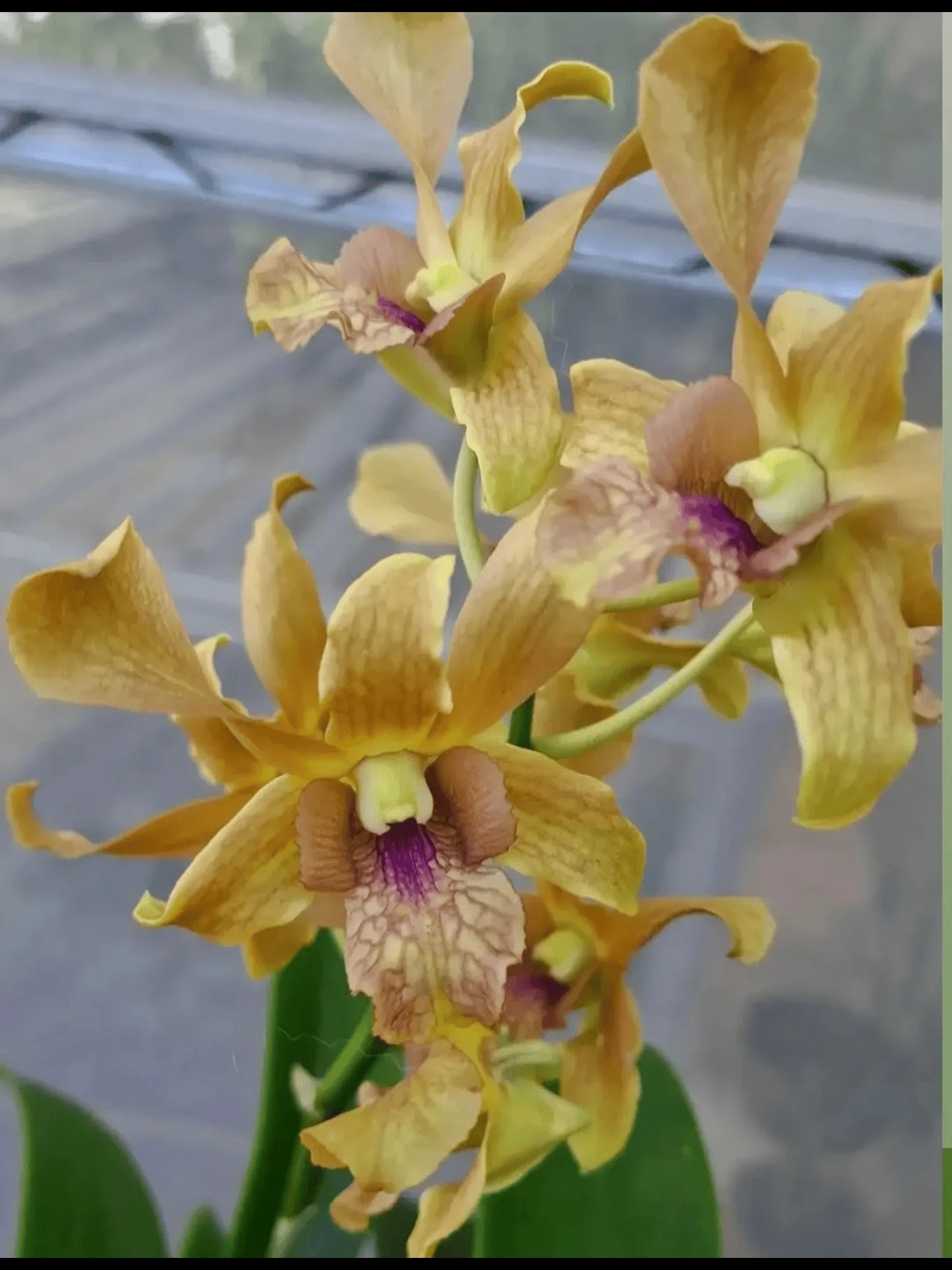 Dendrobium Brown Big Lip