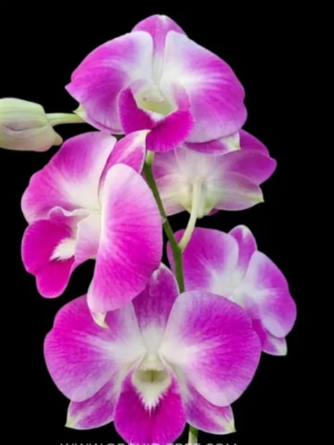 Dendrobium Pink # 64